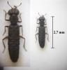 Stenus sp.